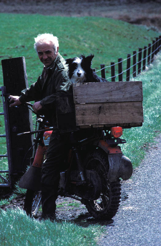Shepherd and a border collie sitting on a motorcycle