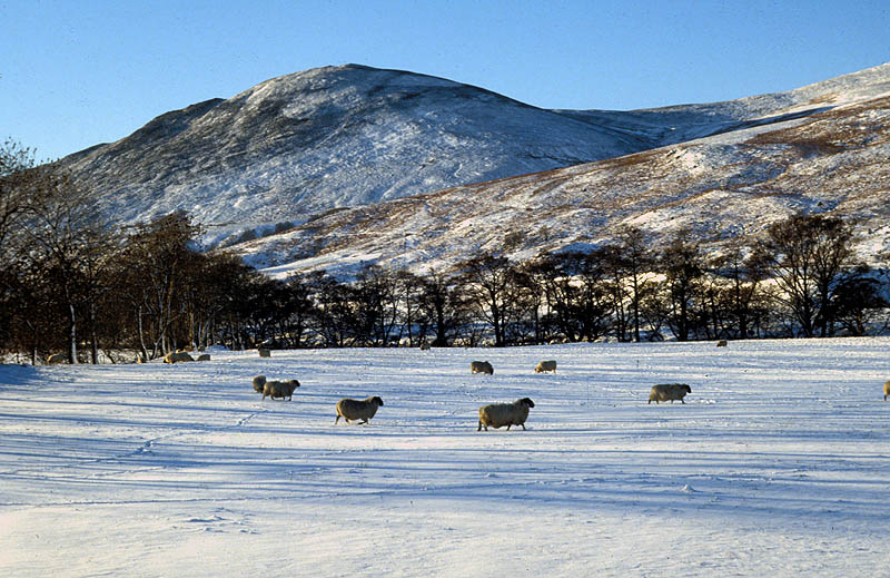 sheep standing out in a snowy field with a mountain in the background