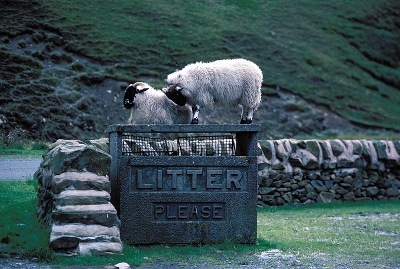 two sheep standing on a litter box