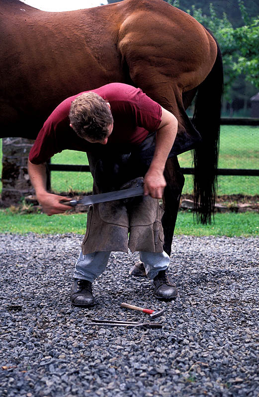 man working on a horses hoof