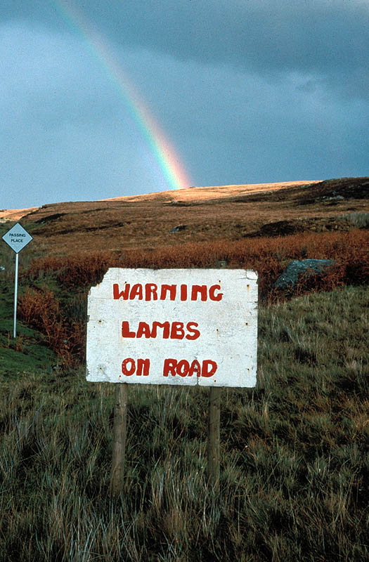 sign that reads "warning lambs on road" with a rainbow in the background
