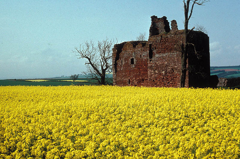 Cessford Castle in a field of yellow flowers