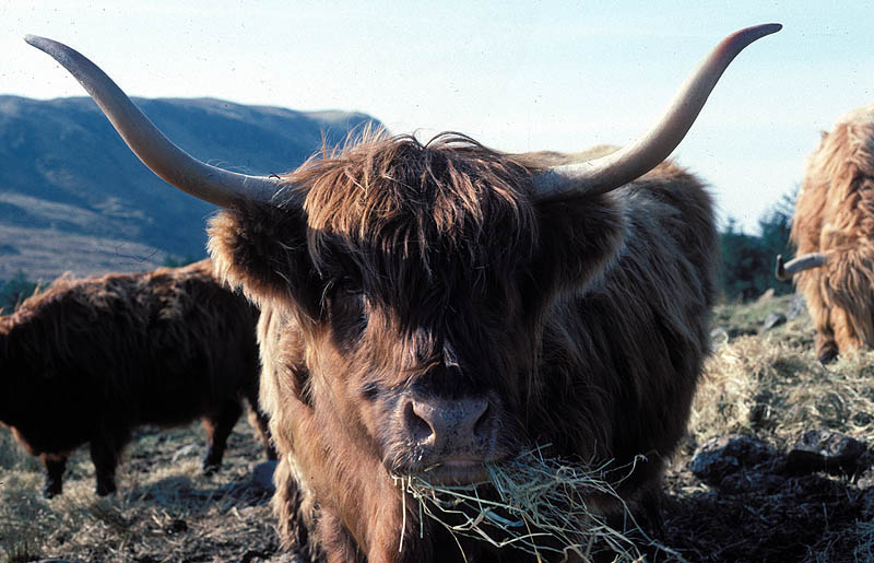horned highland cattle eating hay
